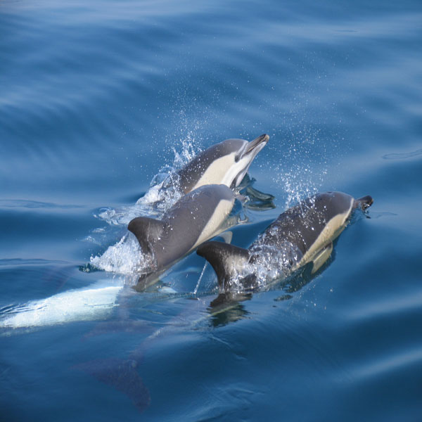 Vacaciones familiares y observación de delfines