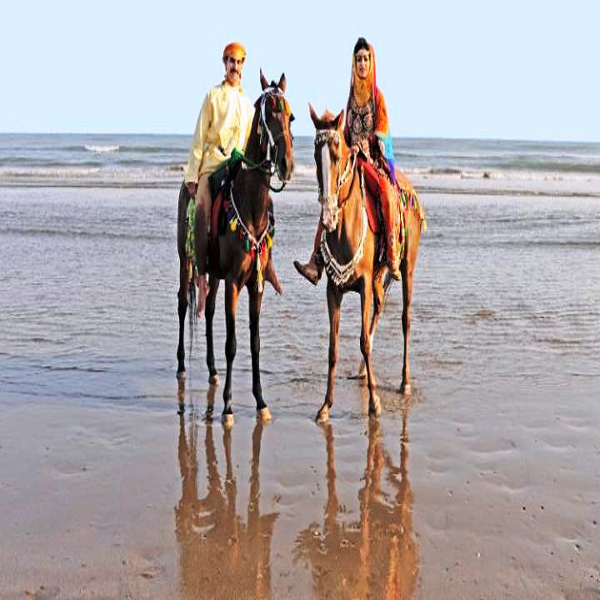 Oman Sul Retro Del Cavallo