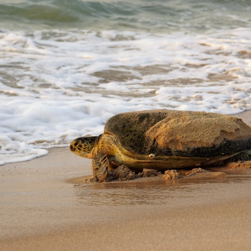 Turtles Come Ashore This Summer In Oman